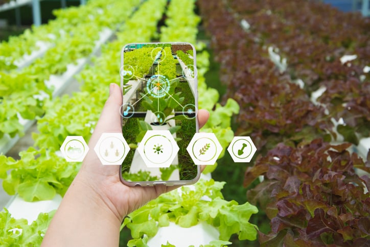 Hand holding smartphone organic farm background