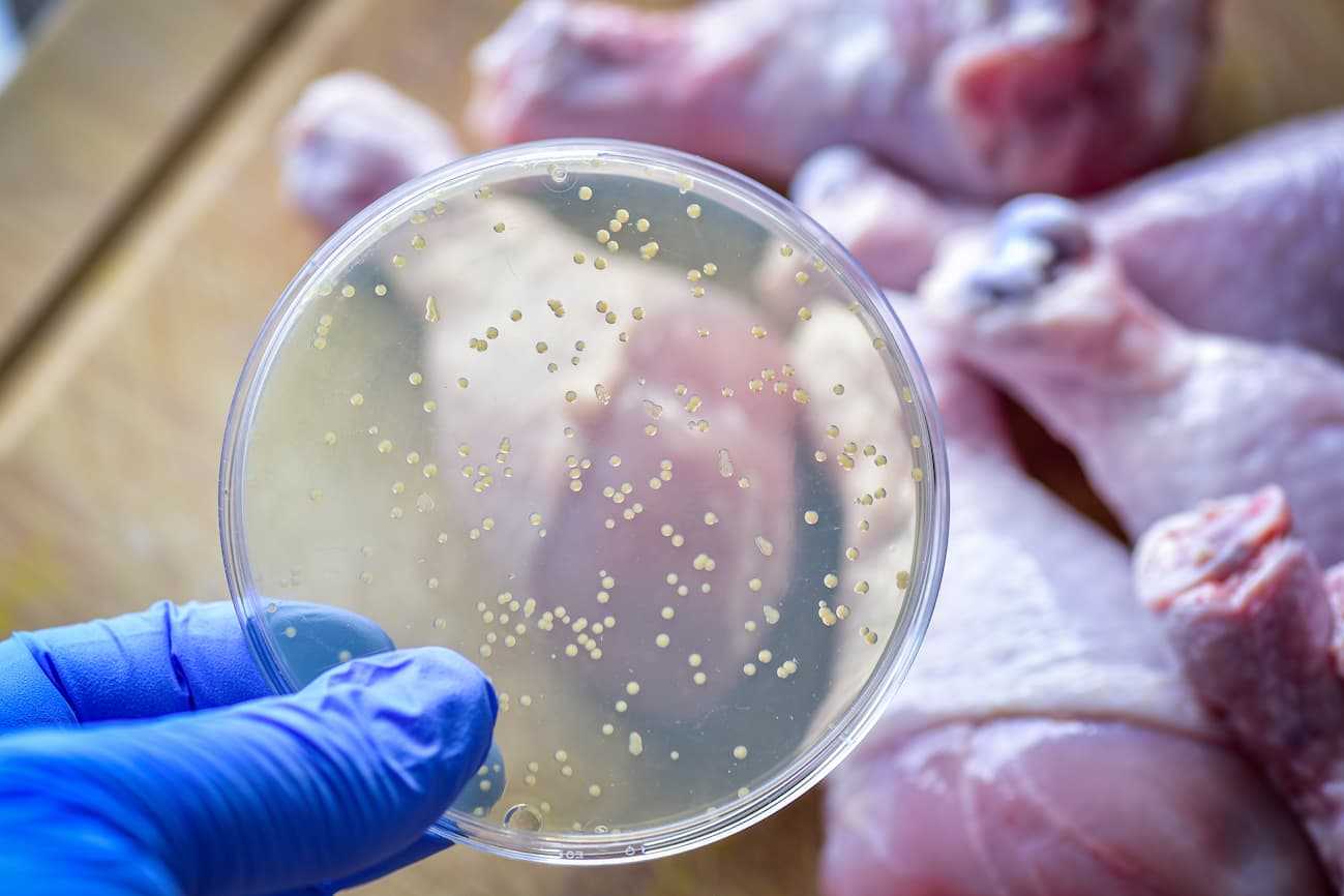 Salmonella food bacteria