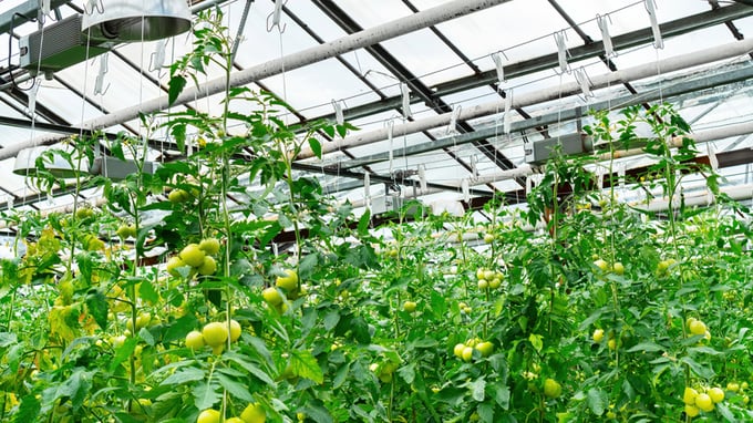Tomatoes in a heated greenhouse