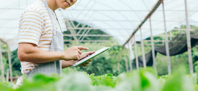 Young farmer using digital tablet inspecting fresh vegetable in organic farm