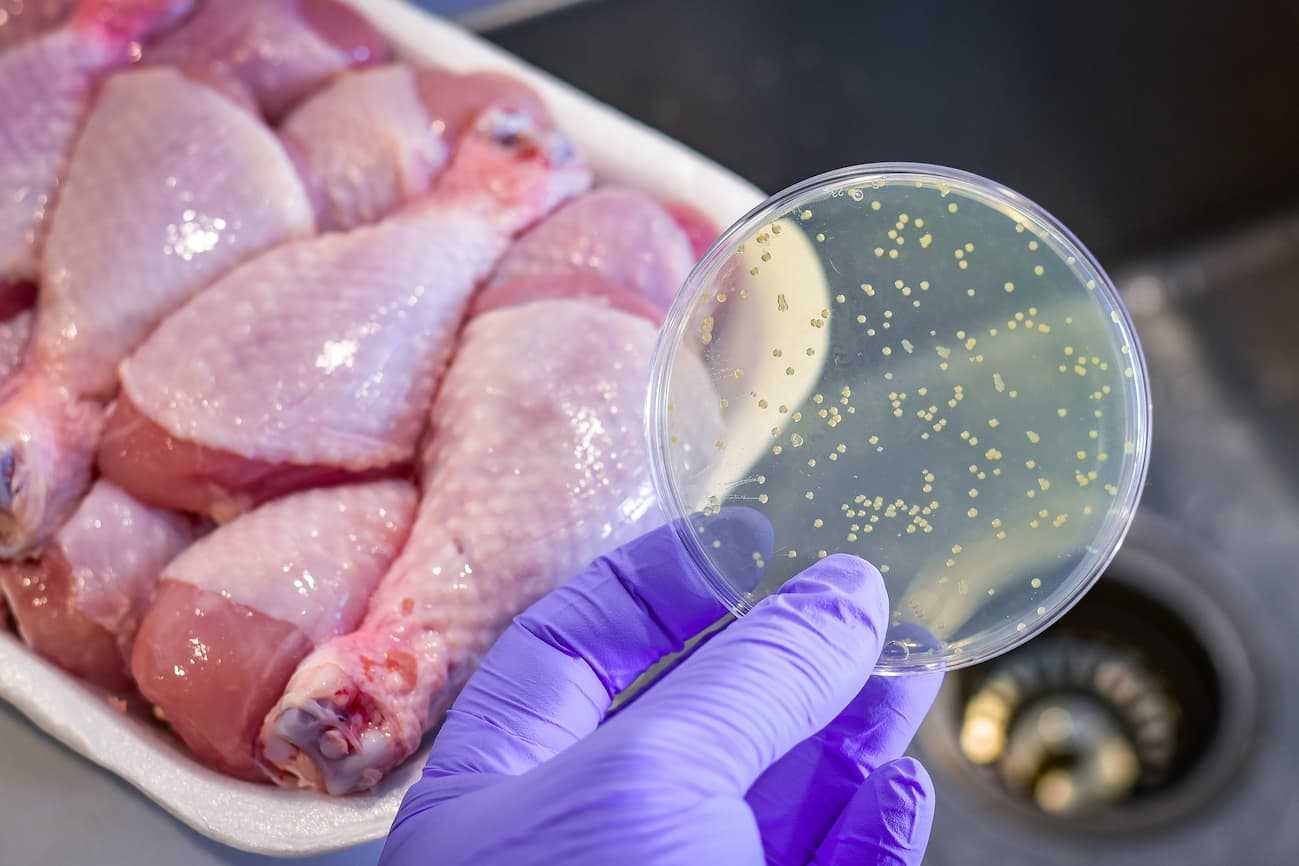 bacteria in food