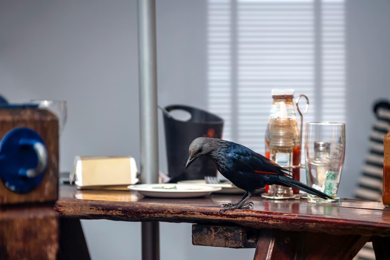 Restaurant Pest Control: Causes, Signs, Prevention Tips for Pest ...