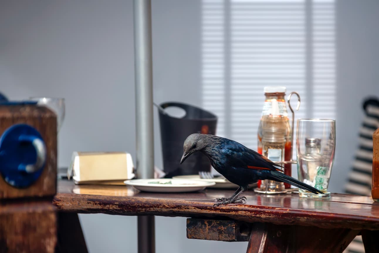 bird on the dining table