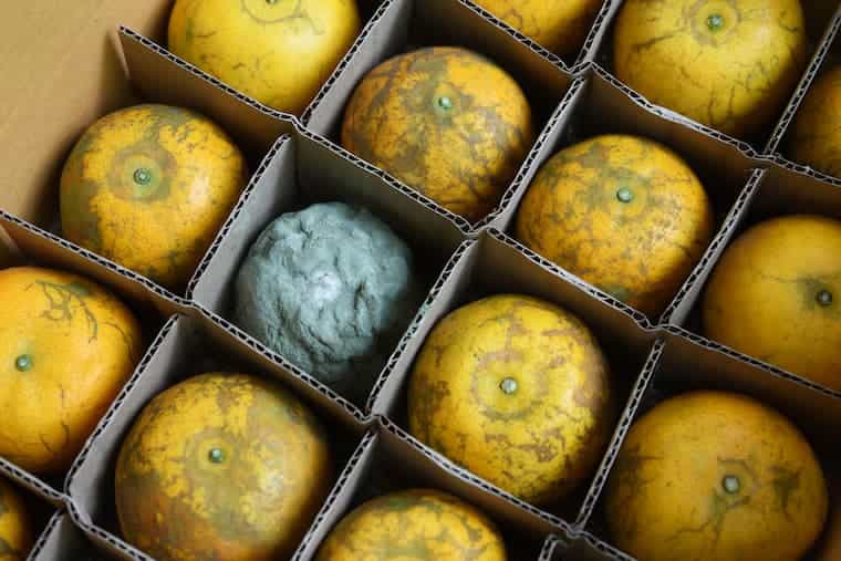 microbial contamination of lemons